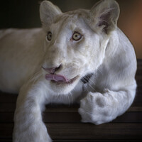 Buy canvas prints of White lion cub (Panthera leo krugeri) by Raymond Evans