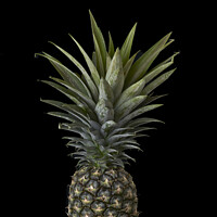 Buy canvas prints of Pineapple by Raymond Evans