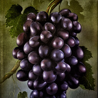 Buy canvas prints of Black grapes by Raymond Evans