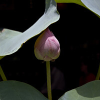 Buy canvas prints of Lotus flower in bud by Raymond Evans