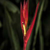 Buy canvas prints of Heliconia psittacorum  by Raymond Evans