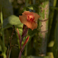 Buy canvas prints of Canna flower by Raymond Evans