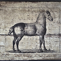 Buy canvas prints of Horse anatomy by Raymond Evans