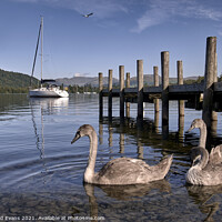 Buy canvas prints of Lake Windermere wildlife by Raymond Evans
