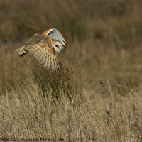 Buy canvas prints of Barn Owl hunting. Liverpool by Russell Finney