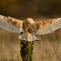 Buy canvas prints of Barn Owl in flight  by Russell Finney