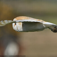Buy canvas prints of Barn owl (Tyto alba) hunting by Russell Finney