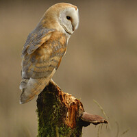 Buy canvas prints of Barn owl (Tyto alba) resting in the golden hour by Russell Finney
