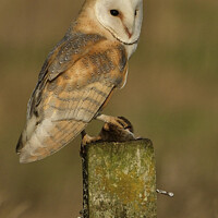 Buy canvas prints of Barn owl (Tyto alba) resting in the golden hour with its prey by Russell Finney