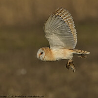 Buy canvas prints of Barn owl (Tyto alba) flying in the golden hour with its prey by Russell Finney