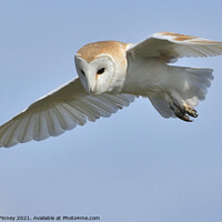 Buy canvas prints of Barn owl (Tyto alba) hunting for prey by Russell Finney