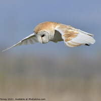 Buy canvas prints of Barn owl (Tyto alba) quartering for prey by Russell Finney