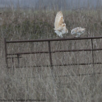 Buy canvas prints of 3 Barn owls (Tyto alba) fighting by Russell Finney