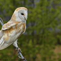 Buy canvas prints of Barn owl (Tyto alba) resting on wire by Russell Finney