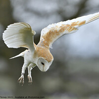 Buy canvas prints of Barn owl (Tyto alba) hovering over over prey by Russell Finney