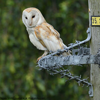 Buy canvas prints of Barn owl (Tyto alba) resting on wire post by Russell Finney