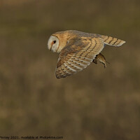 Buy canvas prints of Barn owl (Tyto alba) flying with prey by Russell Finney