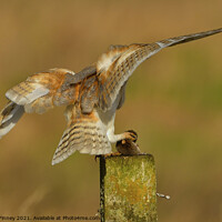 Buy canvas prints of Barn owl (Tyto alba) landing with prey-field vole by Russell Finney