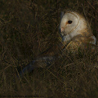 Buy canvas prints of Barn owl (Tyto alba) in feild on prey by Russell Finney