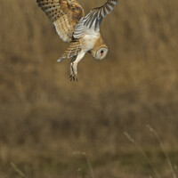 Buy canvas prints of Barn owl (Tyto alba) hovering over prey by Russell Finney