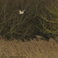 Buy canvas prints of Barn owl (Tyto alba) flying over reeds by Russell Finney
