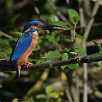 Buy canvas prints of Kingfishers male with fish by Russell Finney