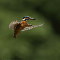 Buy canvas prints of Kingfisher hovering by Russell Finney