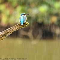 Buy canvas prints of Kingfisher in the rain by Russell Finney