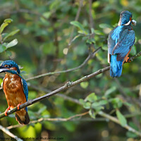 Buy canvas prints of Kingfisher male and female with fish by Russell Finney