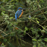 Buy canvas prints of Kingfisher next to silly fisher by Russell Finney