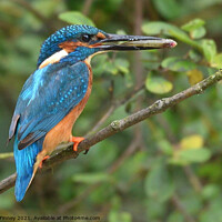 Buy canvas prints of Kingfisher male with a fish by Russell Finney