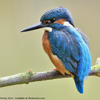 Buy canvas prints of Kingfisher male on a branch by Russell Finney
