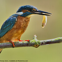 Buy canvas prints of Kingfisher with a fish  by Russell Finney