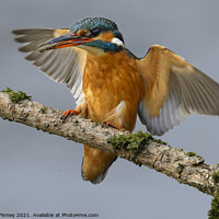 Buy canvas prints of Kingfisher female landing on branch by Russell Finney