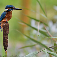 Buy canvas prints of Kingfisher on bull rush by Russell Finney