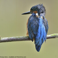Buy canvas prints of Kingfisher male on a branch by Russell Finney