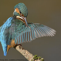 Buy canvas prints of Kingfisher female preening feathers by Russell Finney