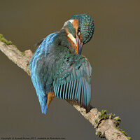 Buy canvas prints of Kingfisher female preening feathers by Russell Finney