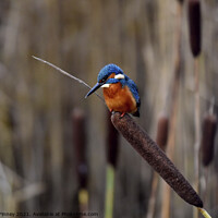 Buy canvas prints of Kingfisher on bull rush reed by Russell Finney