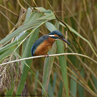Buy canvas prints of Kingfisher on reeds by Russell Finney