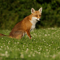 Buy canvas prints of Red Fox (Vulpes Vulpes) located in a grassy field by Russell Finney