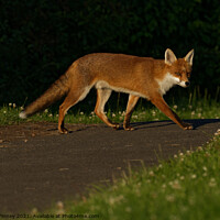 Buy canvas prints of Red Fox (Vulpes Vulpes) crossing footpath by Russell Finney
