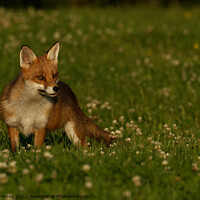 Buy canvas prints of Red Fox (Vulpes Vulpes) close up in a field by Russell Finney