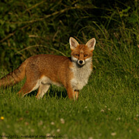 Buy canvas prints of Red Fox (Vulpes Vulpes) walking in the grass by Russell Finney