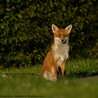 Buy canvas prints of Red Fox (Vulpes Vulpes) A fox sitting in the grass by Russell Finney