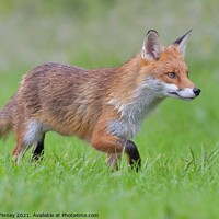 Buy canvas prints of Red Fox (Vulpes Vulpes) playing in field  by Russell Finney