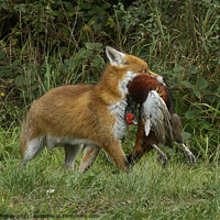 Buy canvas prints of Red Fox (Vulpes Vulpes) with a pheasant by Russell Finney