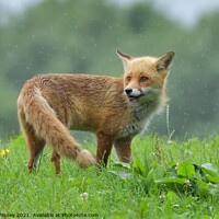 Buy canvas prints of Red Fox (Vulpes Vulpes) playing in the rain by Russell Finney