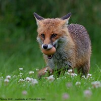 Buy canvas prints of Red Fox (Vulpes Vulpes) steeling eggs by Russell Finney