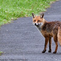 Buy canvas prints of Red Fox (Vulpes Vulpes) walking on footpath-sidewalk by Russell Finney